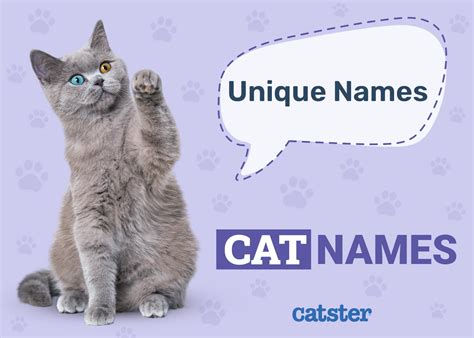 100+ Unique Cat Names: Ideas for Rare & Eclectic Kitties.